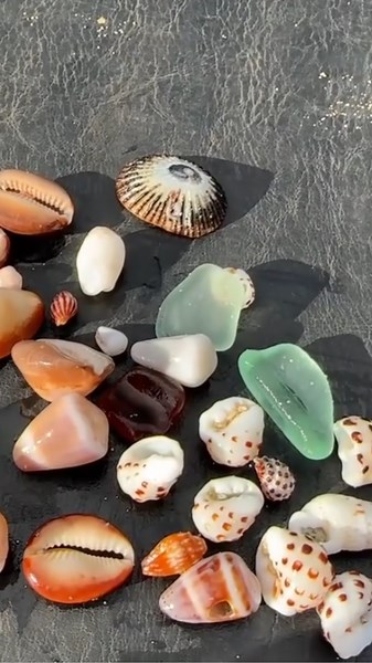Collecting Shells in Hawaii: A Unique Shore Activity
