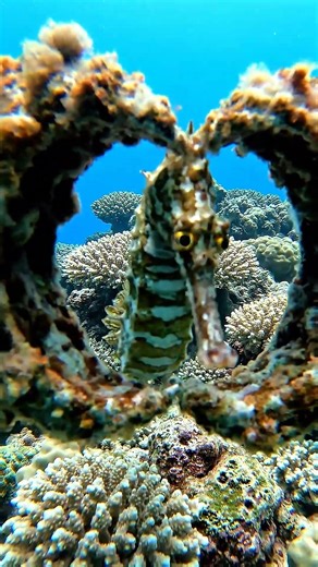 #DeepSea#OceanLife#SeaLife#Underwater#MarineLife#Ocean#Wildlife#Nature#PlanetEarth#EarthFocus