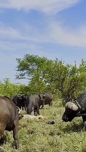 Cape buffalo kills lions | African Safari Guide