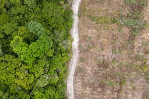 Amazon Rainforest ‘Destroyed’ to Build Climate Summit Highway