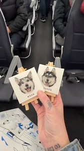 This Is How I Took My Huskies On The Airplane ✈️ #cutedogs #huskies #doglife #huskylove #huskynation | The Husky Moon