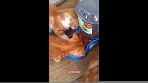 Baby kitten does not want to share | Funny Videos