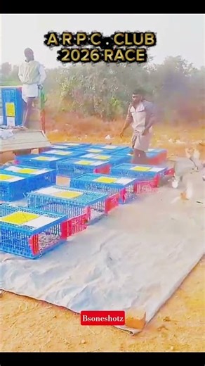 Epic Release! 🕊️ ARPC Club 2026 Pigeon Race: 250KM Challenge! #PigeonRace #ARPCClub #Shorts