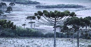 Geada branca e negra: entenda as diferenças e seus impactos nas lavouras