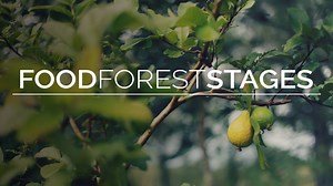 In this video, I'll demonstrate how to use chickens to readjust your food forest back into stability. See more at films at youtube.com/geofflawtonpermaculture. | Discover Permaculture with Geoff Lawton