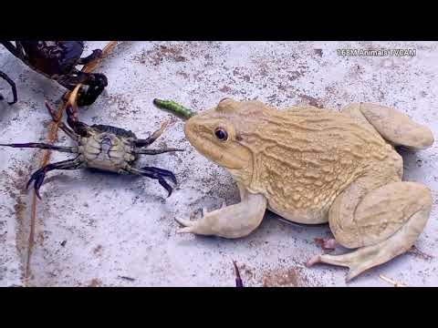 Watch This Bullfrog EAT CRABS ALIVE!