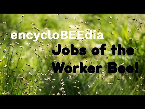 Jobs of the Worker Bee! encycloBEEdia