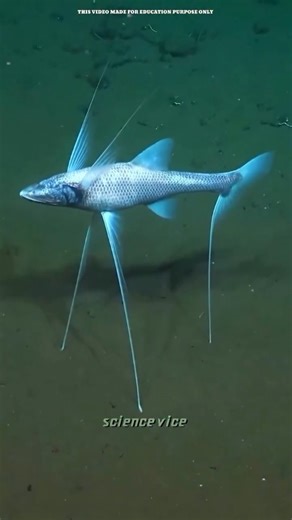 Science Vice on Instagram: "The Unluckiest Fish Alive Born 15,000 feet below the ocean… Where pressure crushes humans in seconds. No light. No escape. No chase. This is the Tripod Fish — standing still in darkness, waiting for life to pass by. Is this the most unfortunate life on Earth? 🌊 Comment your thoughts 👇 #deepsea #creature #trendingreels #didyouknow #nature"