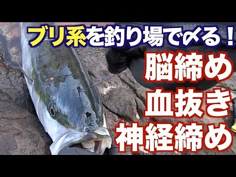 How to kill fish at the fishing spot: "Noujime → Bleeding → Shinjime" [Yellowtail] Yellowtail Ike...