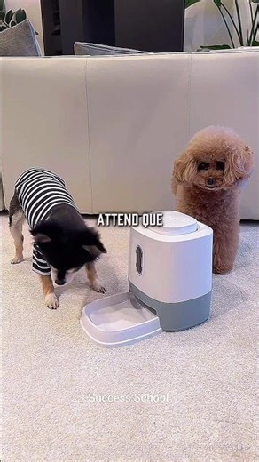 😱Ne laissez pas le chiot seul avec l'autre chiot...