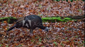 Wild turkey foraging for food in wet fallen leaves on a rainy morning in the southern Piedmont of North Carolina.