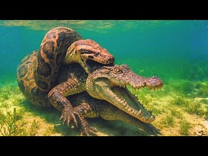 Titan Python vs Saltwater Crocodile: Ultimate Apex Predator DEATHMATCH!