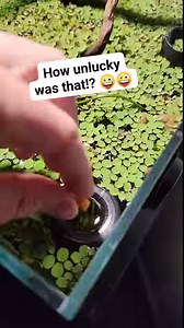 125K views · 360 reactions | Little hack to NOT suck up your tiny fish! #fish #satisfying #nature | Aquapros | Facebook