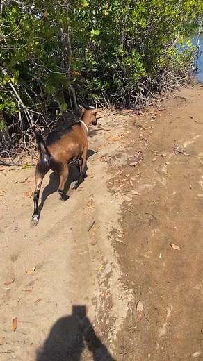 Hilarious Goat's Love for Boating! Viral Animal Video