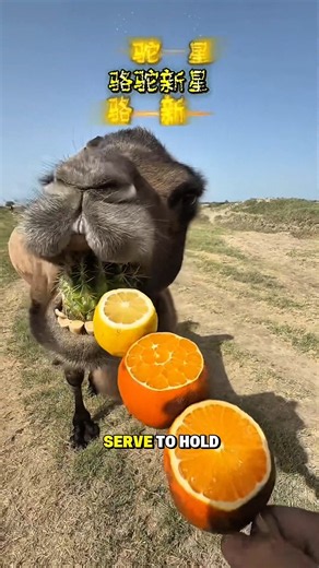 how can camels eat thorny plants? #animals #animal #wildlife