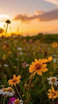 Late Summer Meadow | Birds Crickets, Bees & Gentle Wind Ambience