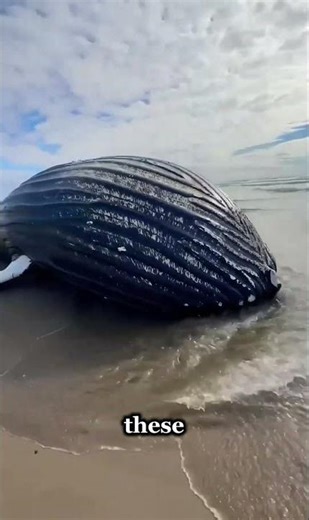 Why Whales Inflate and Release Pressure | #shorts #facts