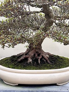 3.4K views · 136 reactions | ‘Nebari’ is a Japanese word referring to...