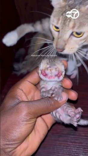 Pet owner surprised by 2-faced kitten in new litter