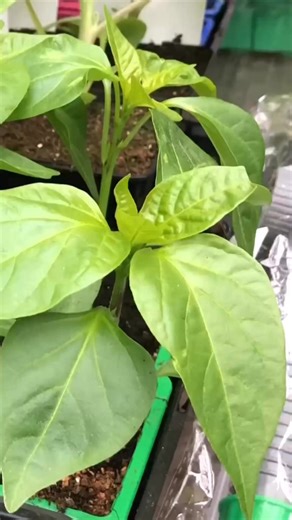 Permaculture Facile Sophie on Instagram: "🌱 Semis de tomates, poivrons, aubergines et piments : quand commencer et comment bien les réussir au potager. Le tutoriel simple et accessible est à retrouver sur la chaîne Permaculture Facile. Laquelle de ces cultures démarres-tu en premier ? 👇 #semis #potager #permaculture #jardinagebio #autonomie"