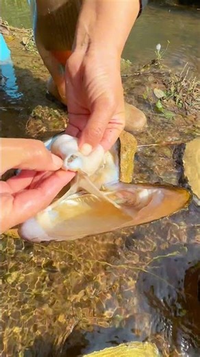 Sea Agate and Sea Crystal: Finding Hidden Treasures on the Shore and rare pearl