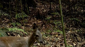 68K reactions · 607 shares | A wild forest musk deer cub was seen for the first time at the Jinfo Mountain National Nature Reserve in southwest China's city of Chongqing. The wild forest musk deer is under priority for national wildlife protection. With stronger efforts to protect the environment, more wild forest musk deer have been detected. #Biodiversity #EcoCivilization | CGTN | Facebook
