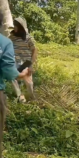 kini nasop combo mog po illih nasop dow �� amopa jun combo | Bhenz Esmael