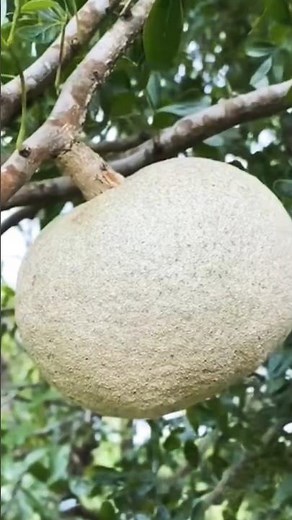 The Amazing Wood Apple: Health Benefits & Traditional Uses #shorts