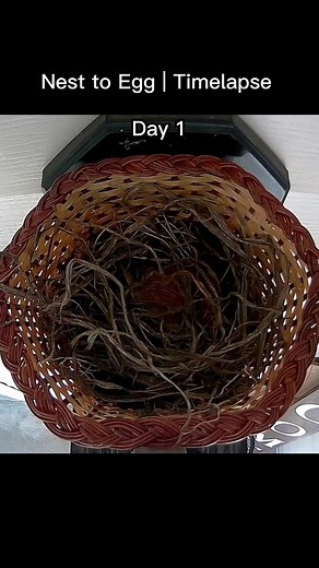 American Robin | Nest Building to Egg Laying in Timelapse 🐦🥚 #NestConstruction #EggLaying #NaturesCycle #AmericanRobin #FYP