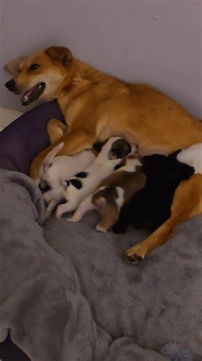 Oudtshoorn Dogs in Need on Reels