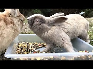 Pretty intense rabbit fight