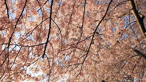 3.4K views · 129 reactions | Segway tour or golf? Go from game time to daytime with a stay at Hilton and discover favorite ways to play in the DMV. Learn More: washca.ps/Hilton-Facebook | Washington Capitals | Facebook