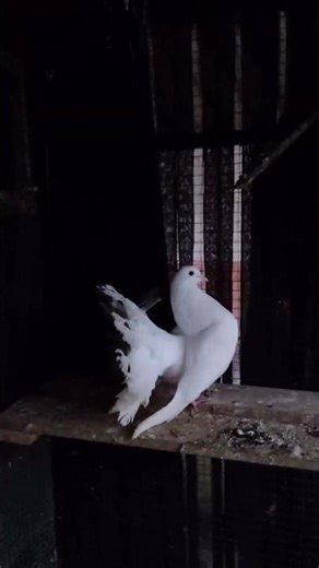 Stunning White Fantail Pigeon Posing Like a Superstar at Night 🕊️✨
