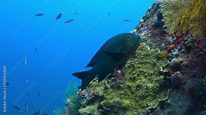 Small and big fish swimming on the coral reef. Underwater video from scuba diving in tropical ocean. Aquatic animals and corals. Blue water and fish. Marine life on the wreck underwater.