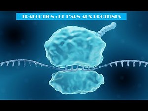 Animation Traduction ARN en protéines - Première spécialité SVT