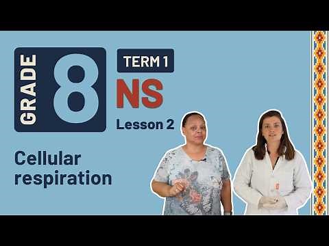 Gr8 NS: Life Science | Term 1 | Lesson 2 | Cellular respiration