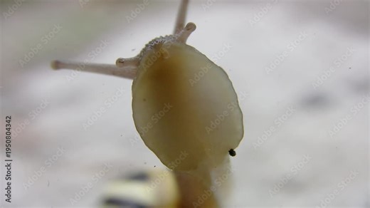 Snail crawls across camera lens. View of rippling muscles as snail moves. HD video.