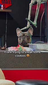 Frank up on the counter sneaking cookies! 👉📽️- Credit : tyler.scott_uncharted on TikTok | French Bulldog
