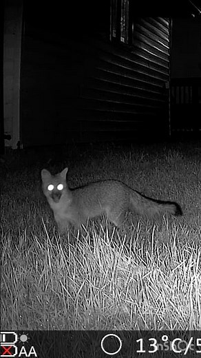 Fox in Action – Backyard Hunting Caught on Camera 🦊"