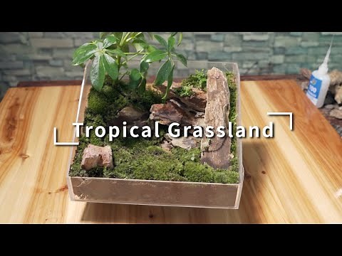 24 Tropical Grassland - How to Make Bonsai and Miniature Landscapes