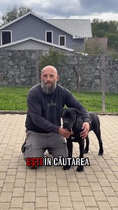 1.8K views · 1.5K reactions | Pui de cane corso #alinmoldovan #dresaj #dresajcanin #canecorso #canecorsopuppy | Scoala de dresaj canin Alin Moldovan | Facebook