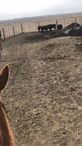 Sorting cattle in a small pen is one thing but sorting one in a big pen is a whole lot different. When I built the calf pen I set it up to be more like a feedlot complete with a mound and windbreaks and feed area. Things that you will encounter while riding pens. Where as it’s a challenge at first I’m trying to teach how you use those obstacles as a way to help you not hinder you. Also it really gets you thinking about how to place yourself in accordance to where you want the calf to go. As well