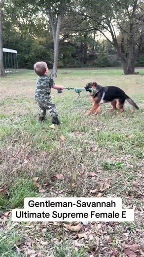 German Shepherd Female Puppy "E" For Sale - from Gentleman Lahnhohen IGP3 - Savannah Fleischerheim