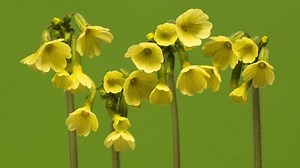 Cowslip, Wildflower, To Flourish. Free Stock Video