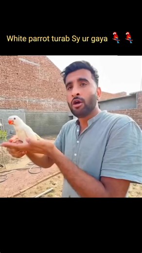 White Parrot Escapes: Daily Vlog Highlights