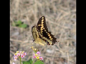 Central Texas Butterfly Identification: Swallowtails