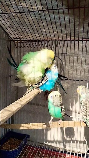 Successful Budgie Mating 🐦💛 | Healthy Parakeet Breeding Behavior #shorts