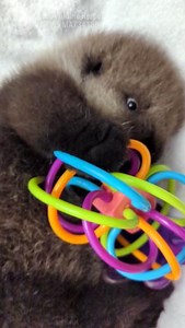 27K views · 1.6K reactions | ❗sea otter "pup"date❗ Both otter pups are doing well! "Baby girl" from Homer has been teething and chewing on anything she can get her little mouth on. Our staff report that she is in the "toddler" stage and needs many different enrichment items to keep her entertained. | Alaska SeaLife Center | Facebook