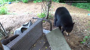 31K views · 2.6K reactions |  Family Game Night! 藍 Some of you might get this? -- Even if you don’t, the footage is still pretty darn cute. Hope you enjoy. Sadie and her yearling-boy were so playful during this visit! . . . . . #bearcubs,#bear,#mamabear,#yearling,#mountains,#forest,#wildlife,#NorthCarolina,#ashevillenc,#blueridgemountains,#cuteanimals,#play,#silly,#battleship,#gamenight | Fairview Critter Cams | Facebook