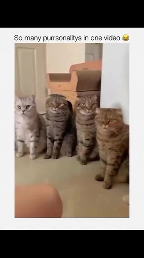 Adorable Cats Compilation for Animal Lovers